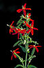 The royal catchfly (Silene regia)