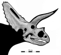 Cráneo de Coahuilaceratops