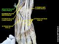 Abductor pollicis longus muscle