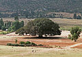 Sycamore tree (Ficus sycomorus)