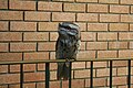 A Tawny Frogmouth that was trapped in an apartment block at Ryde, a suburb of Sydney