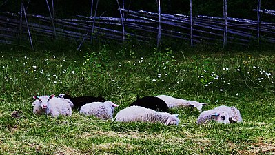 Finnsheep of Telkkämäki.