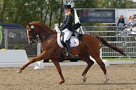 Cheval KWPN lors d’une compétition de dressage.