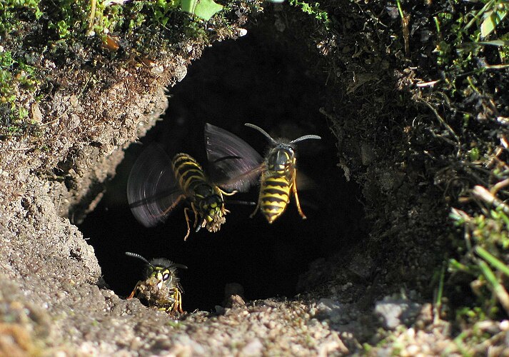 Осы (Vespula vulgaris) у входа в подземное гнездо