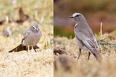 Description de l'image White-fronted Ground-tyrant.JPG.