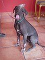 Xoloitzcuintle