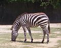 A zebra feeding