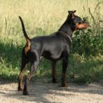 Pinscher nain noir, oreilles et queue non coupées