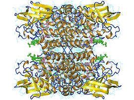 Image illustrative de l’article Acyl-coenzyme A déshydrogénase