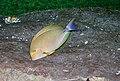 Acanthurus xanthopterus