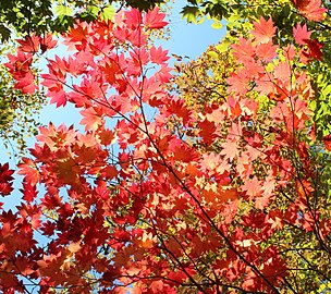 紅葉（岐阜県揖斐川町にて）