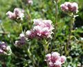 Antennaria dioica