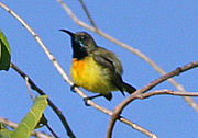 sunbird with greenish-brown upperparts, glossy blue throat, and yellowish underparts with an orange tint on the breast