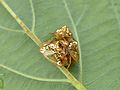 A. sanctaecrucis on an Ipomoea leaf