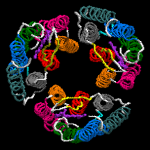 O trímero da Bacteriorodopsina com uma molécula de retina em cada subunidade vista do lado extracelular CE (PDB ID: 1X0S.[7][8][9]