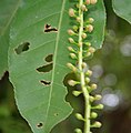 Pimpollos de flor en Kolkata, Bengala Occidental, India.