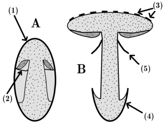 A simplified diagram of an agaric-type basidioma in (A) the early development stage, and (B) after the body is fully expanded. (1) is the universal veil, the outer layer protecting the developing basidioma; (2) is the partial veil, which covers the gills; (3) are cap scales, remnants of the universal veil; (4) is the volva, another remnant of the universal veil, but at the base of the basidioma; (5) is the annulus, a ring-like mark on the stipe that is a remnant of the partial veil, and whose overhanging tissue may become a cortina in some mushrooms.