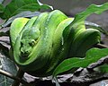 python vert (Morelia Viridis, Boidae)