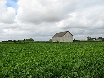 Champ de betteraves dans le département de la Marne. (définition réelle 4 000 × 3 000)