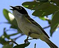 slika 1a. Vireo atricapilla (pjev mužjaka; Kerrville, Teksas)