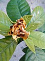 Blooming stages of gardenia flower (6 of 6)