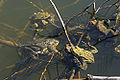 Période de reproduction, on remarque les œufs en chapelets et un couple accidentel : Grenouille rousse X Crapaud commun.