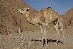 A one-humped camel