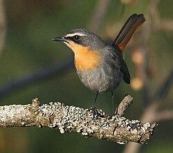 Kapsnårskvätta (C. caffra) bör troligen flyttas till ett annat släkte.