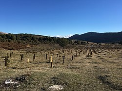 Sparse crosses are seen on a plain. Hills in the background.