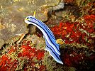 Chromodoris lochi at the 'Dungon Wall' divesite, Puerto Galera, Philippines.