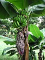 Bananen (Musa sp.)