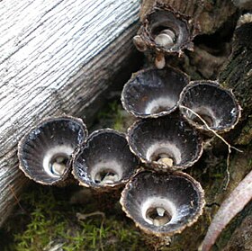 As plicações internas fracas ajudam a distinguir a Cyathus helenae da similar C. striatus