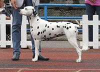 Dalmatian with less spots