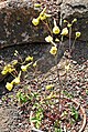 Delphinium luteum