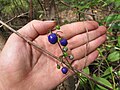 les fruits d'une couleur métallique