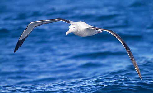 Flying wandering albatross, by JJ Harrison