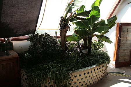 A greywater treatment botanical cell featuring Jade and banana plants