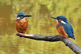 Eisvögel (Alcedo atthis)