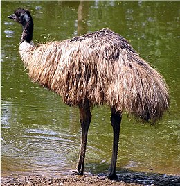 Emu (Dromaius novaehollandiae)