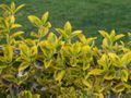 The variegated cultivar 'Emerald 'n Gold'