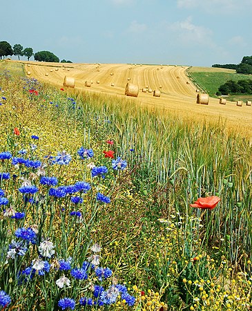 Summer fields in Belgium