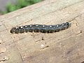 Forest Tent Caterpillar