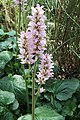 Francoa appendiculata