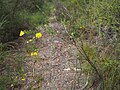 In the Gibraltar Range National Park