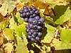 Pinot noir grapes near Sancerre