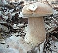 Boletus aestivalis