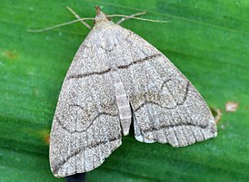 Herminia grisealis