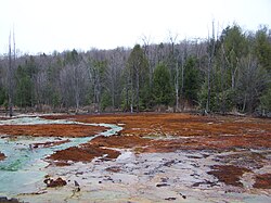 Field and woods at the Hughes bore hole