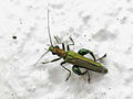 Male of Oedemera nobilis with coppery shine on the head and pronotum