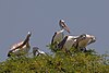 Spot-billed Pelicans